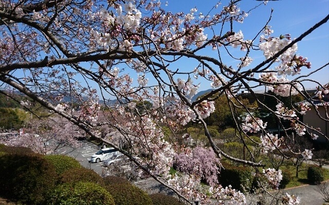 角島大橋アクセス・車やバス・最寄り駅情報を地元民が解説 | 山口いい